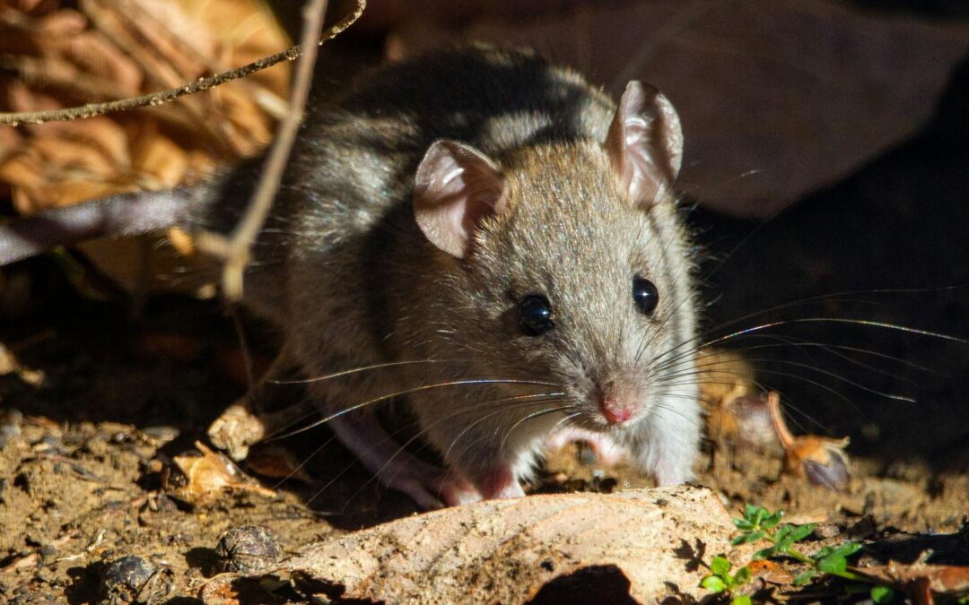 Spray Foam, Rodents, & Insects: Everything You Need to Know